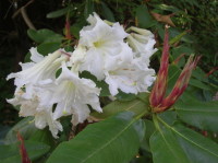 Rhododendron auriculatum