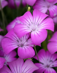 Agrostemma