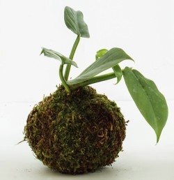 Japanese Mossball