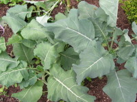 Purple sprouting broccoli plants