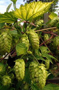 golden hops