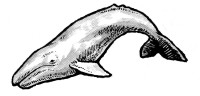 gray whale illustration