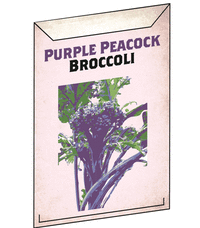 Purple Peacock Broccoli seeds