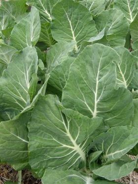 portuguese kale, tronchuda beira, renee's garden
