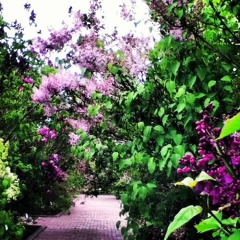 hulda klager lilac garden