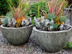 potted succulent and phormium planter