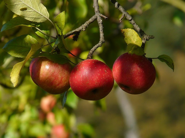 Apple 10491 640 flzaly