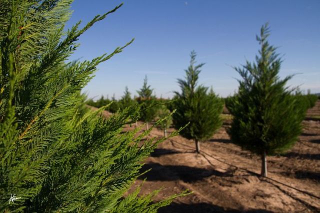 4 christmas tree farms to visit this holiday season 4 christmas tree farms to visit this holiday season