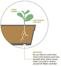 spaces edible starts diagram 3