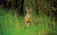 Oaks Bottom Wildlife
