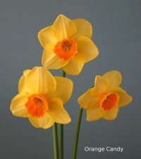 narcissus orange candy
