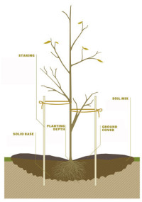 spaces garden beauty tree planting diagram