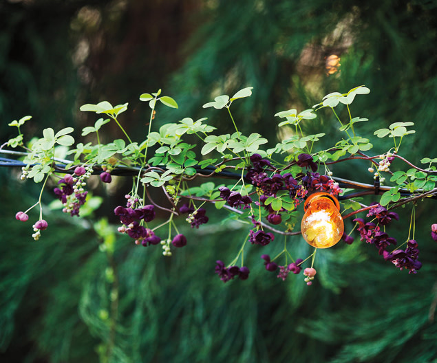 Chocolate vine