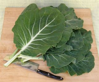 portuguese kale, tronchuda beira, renee's garden