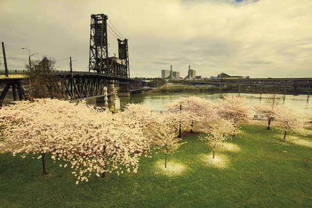 tom mccall waterfront park hawthorne bridge
