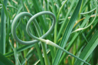 garlic scapes curled
