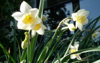 Narcissus 'Sweet Love'