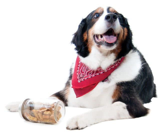 bosley the bernese mountain dog