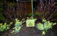 YGP curiously cool plant display