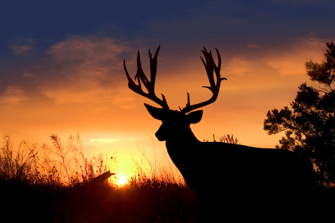 A Beginner's Guide to Texas Hunting