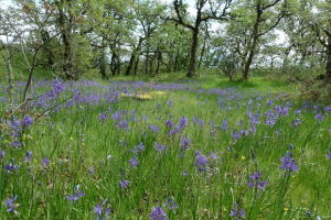 A Sea of Blue: Camassia Natural Area