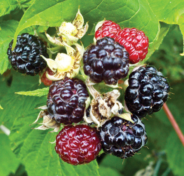 Meet The Willamette Valleys Best Blackberries Portland Monthly 2063