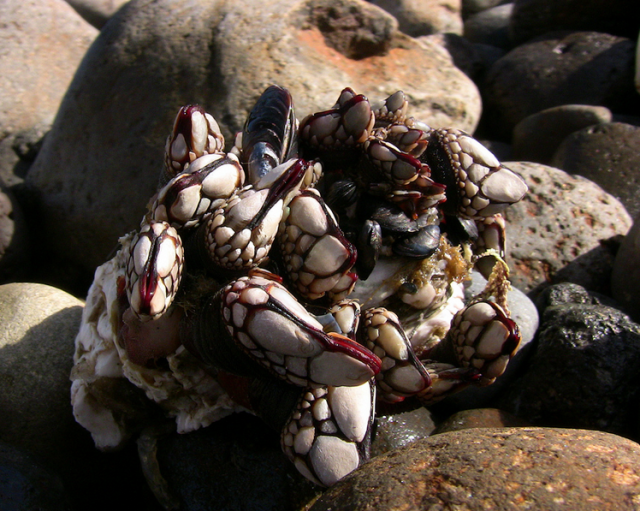 gooseneck barnacles