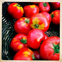 Tomatoes