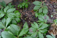 Helleborus x hybridus "before" picture