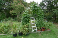 Heptacodium and beans