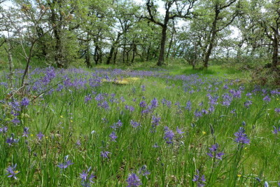 camas