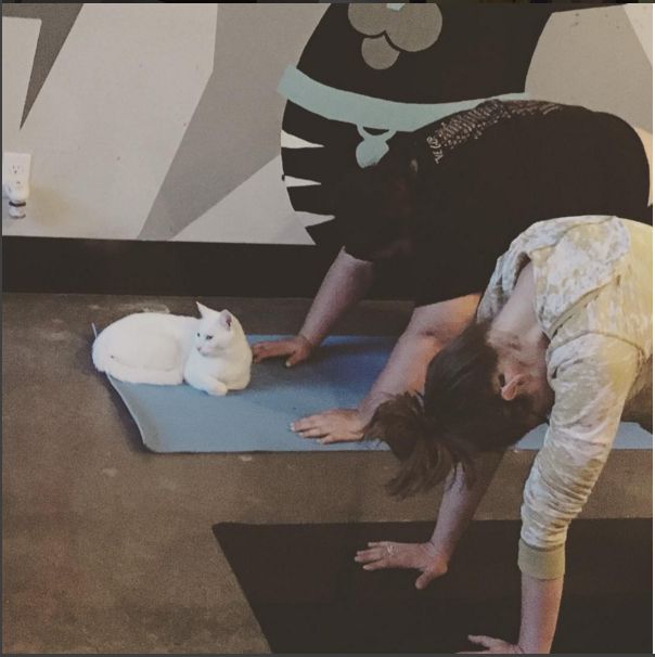 Yogaatpurringtons gecr39