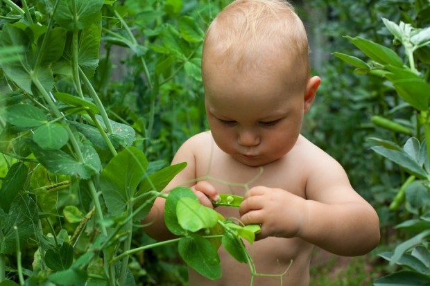 toddler picking peas