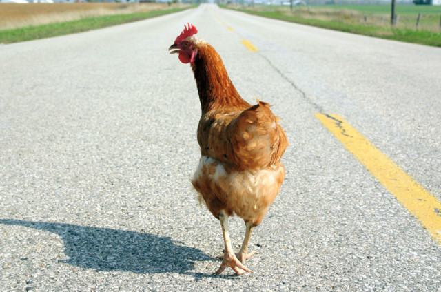 getaway rooster