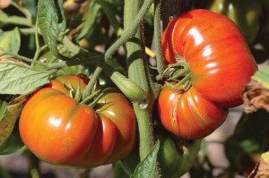 0409-dig-tomato