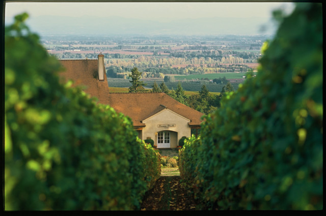 wine newcomer domaine drouhin