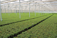 Woodburn Azaleas nursery