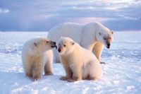 0608-mud-bears