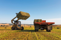 Carman Ranch bales of hay