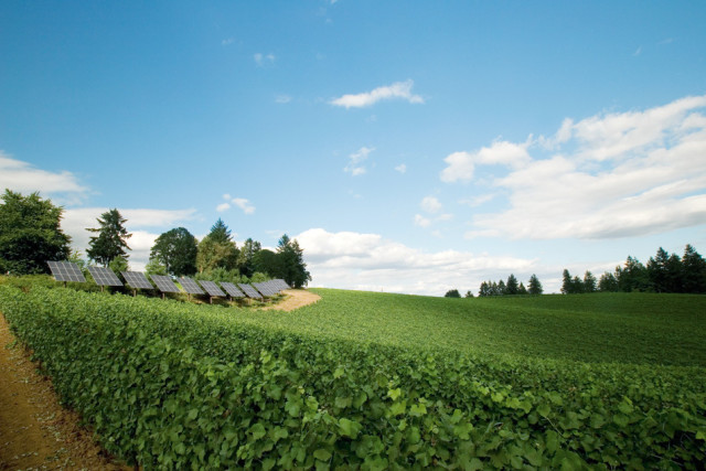 vineyard solar panels