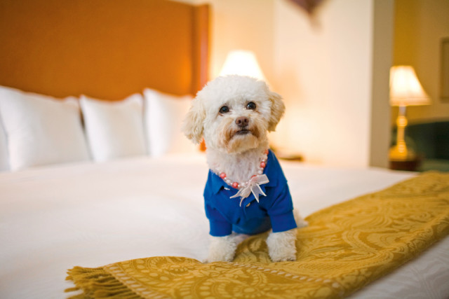 pets1-suite life