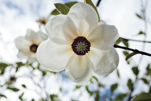 Magnolia
