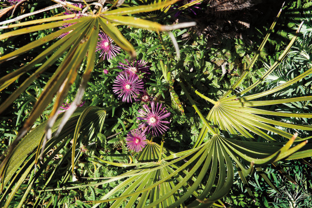 Edgefield flowers