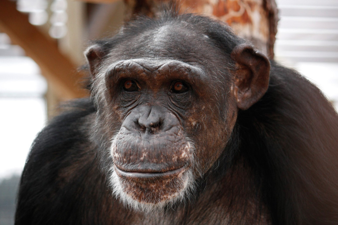 chimpanzee hairless