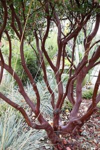 arctostaphylos densiflora 'Howard McMinn'