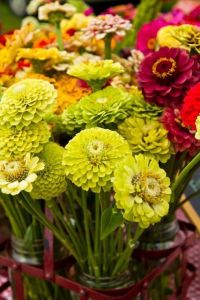 zinnia bouquets at farmers market