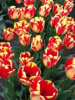 Holland America Bulb Farm
