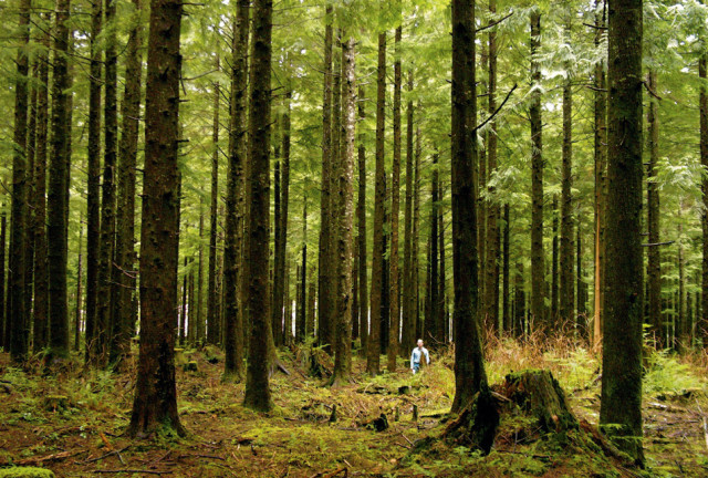 forest fund