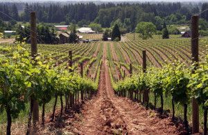 New tasting rooms in the Willamette Valley