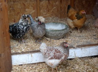 chickens at urban farm store